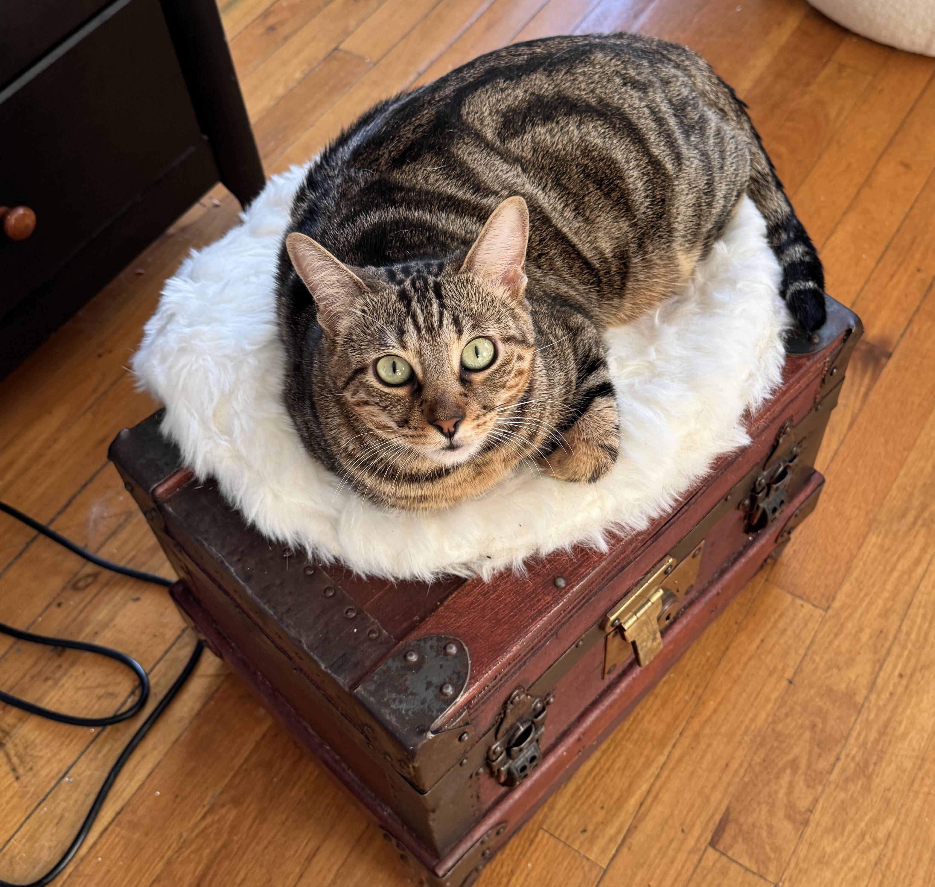 Becky, ADOPTABLE, Young Female Domestic Short Hair.