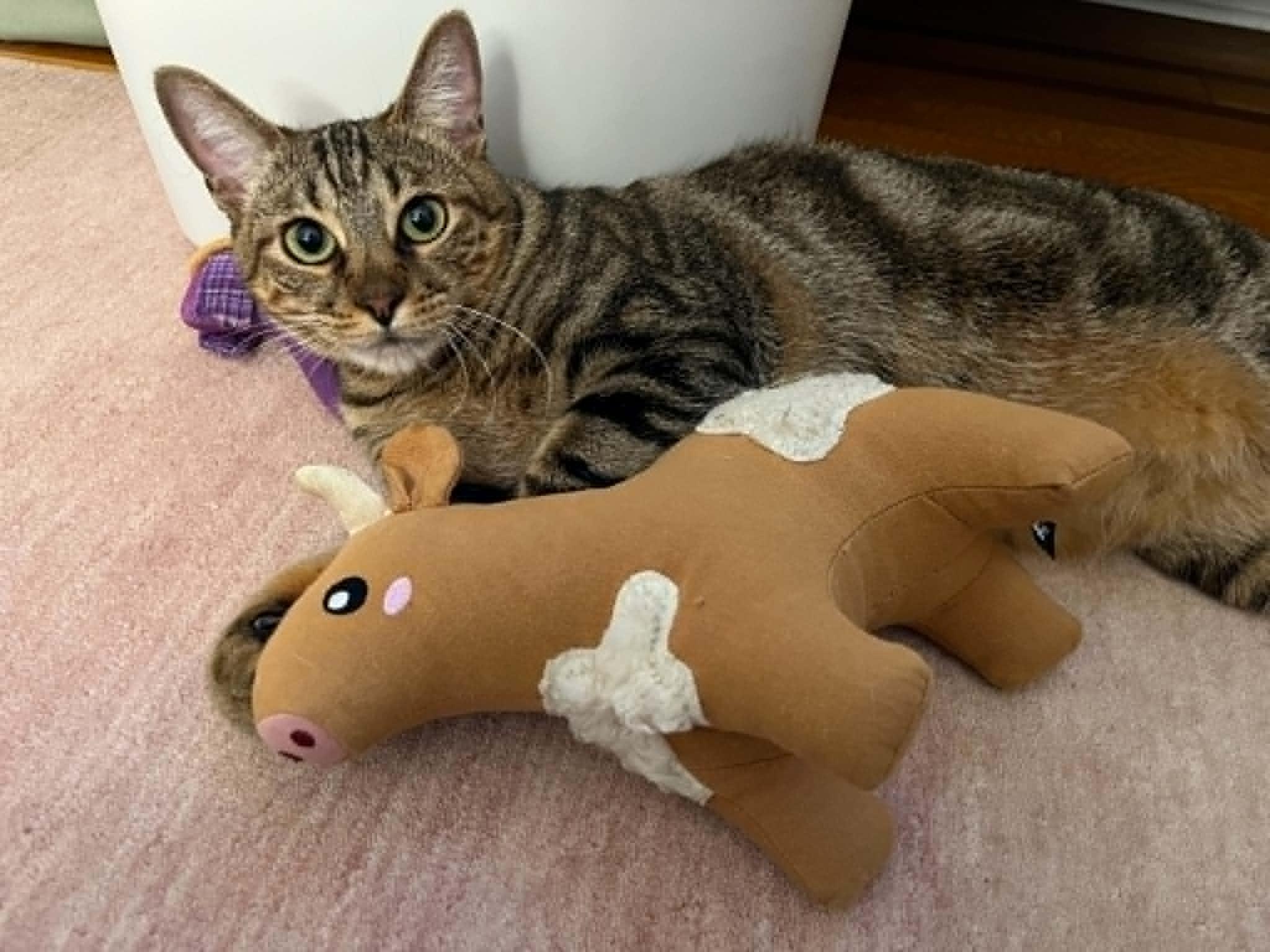 Becky, a ADOPTABLE Domestic Short Hair in New York, NY image 3/4