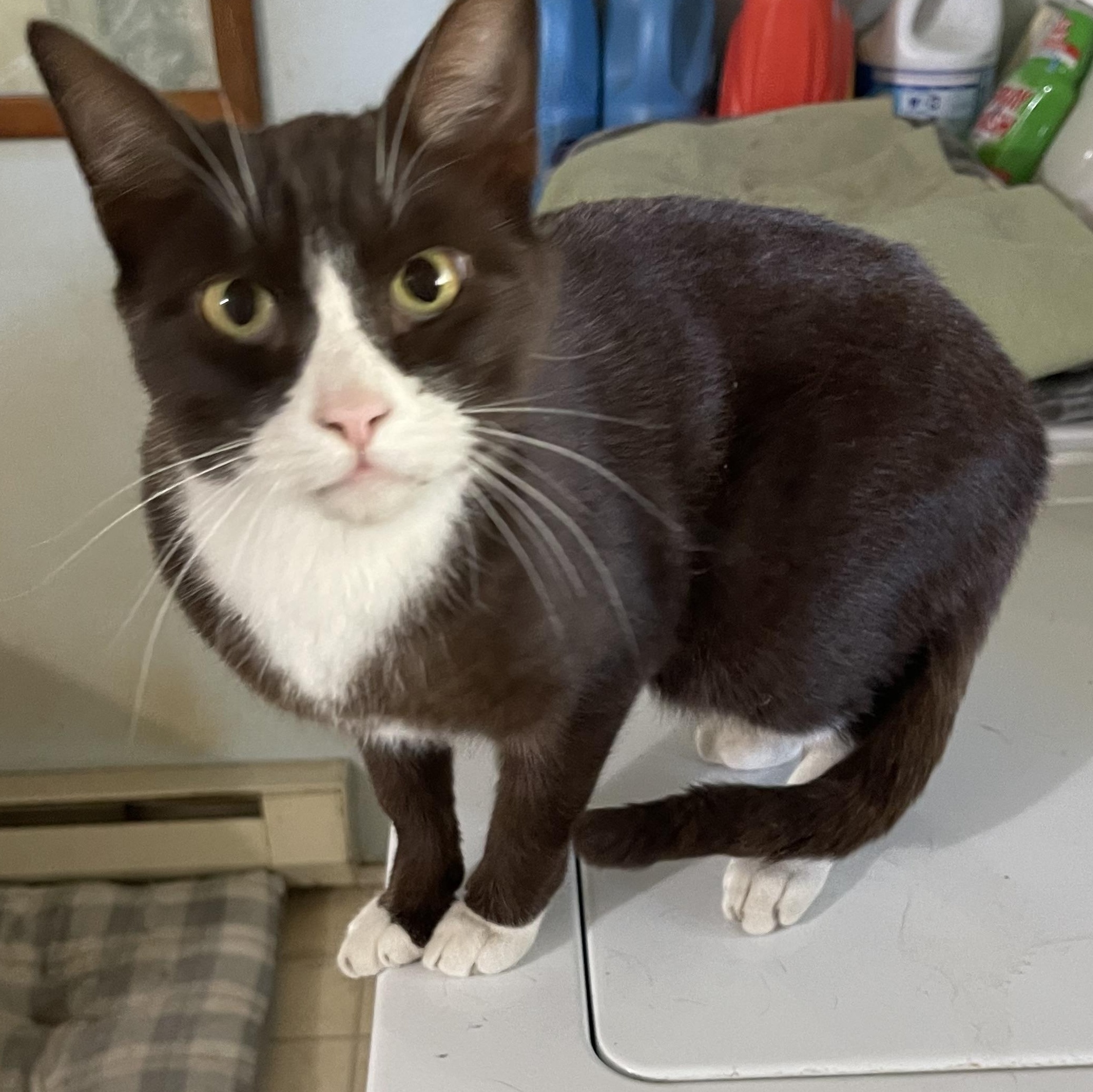 Zaboo, an adoptable Domestic Short Hair in Ronan, MT, 59864 | Photo Image 1