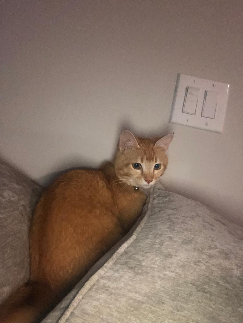 Ginger **Courtesy Listing** Contact latrechiag@yahoo.com (832)757-5777, Adoptable, Adult Female Domestic Short Hair.