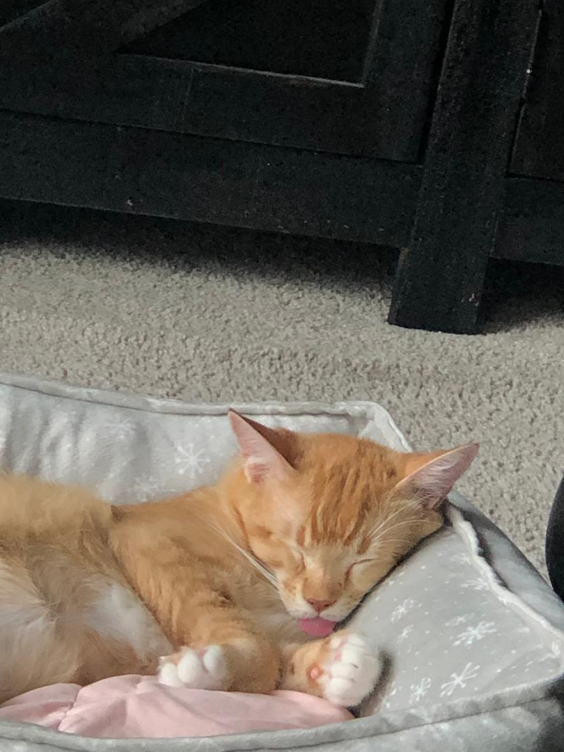 Ginger **Courtesy Listing** Contact latrechiag@yahoo.com (832)757-5777, a Adoptable Domestic Short Hair in Frisco, TX image 2/3