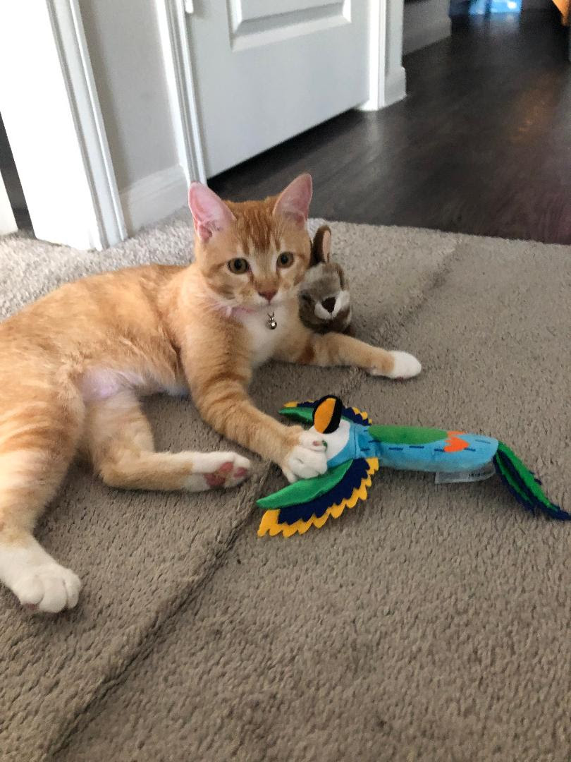 Ginger **Courtesy Listing** Contact latrechiag@yahoo.com (832)757-5777, a Adoptable Domestic Short Hair in Frisco, TX image 3/3