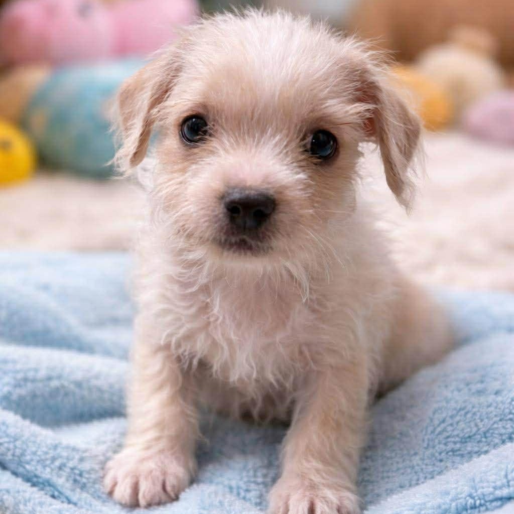 Briar , adopted, Puppy Male Terrier & Shih Tzu.