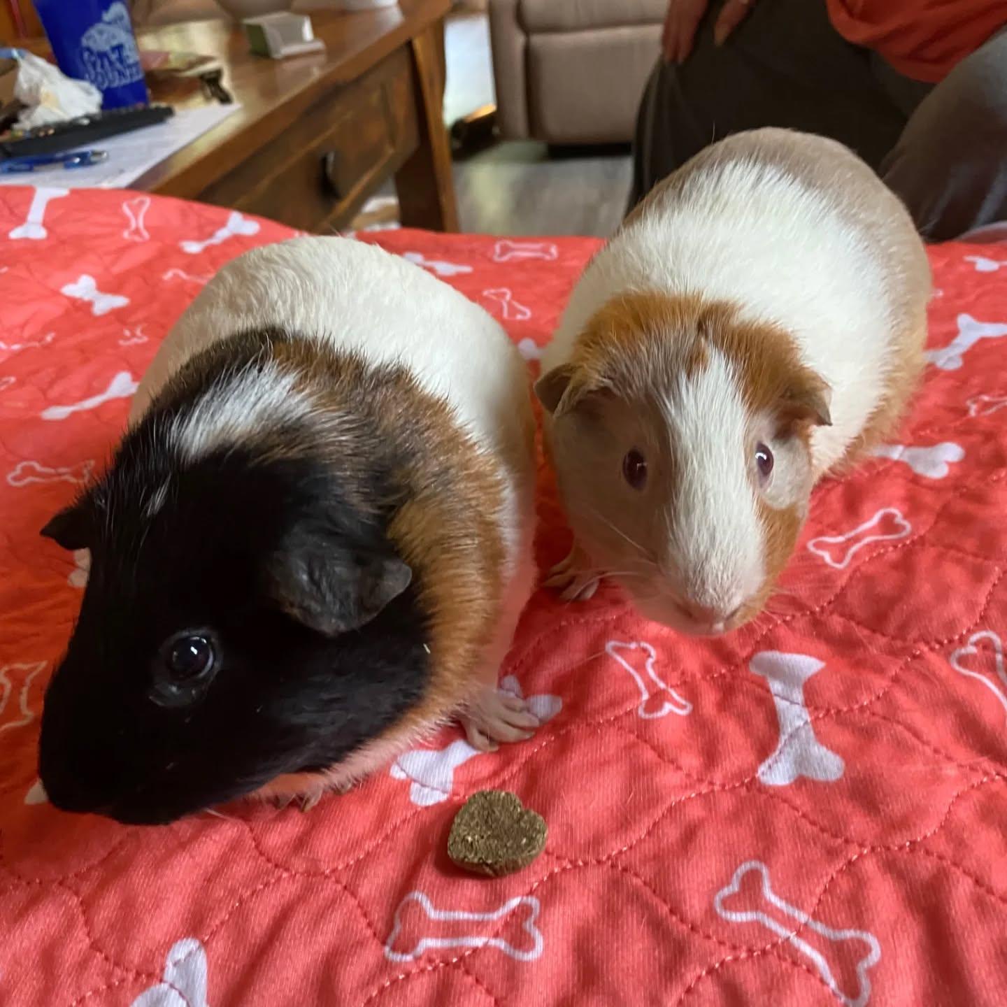 We have MANY pairs of male young piggies! Here are a few!