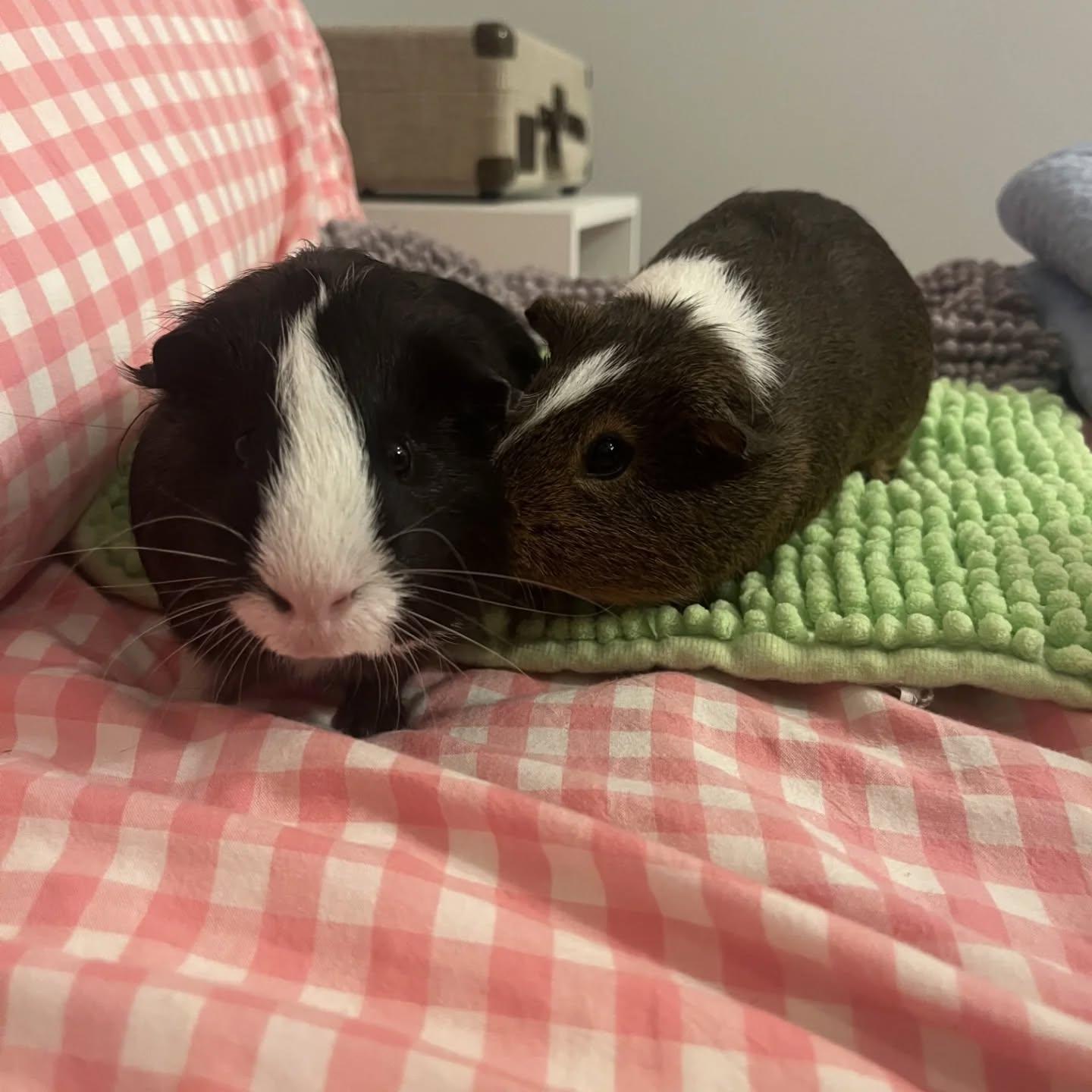 We have MANY pairs of male young piggies! Here are a few!