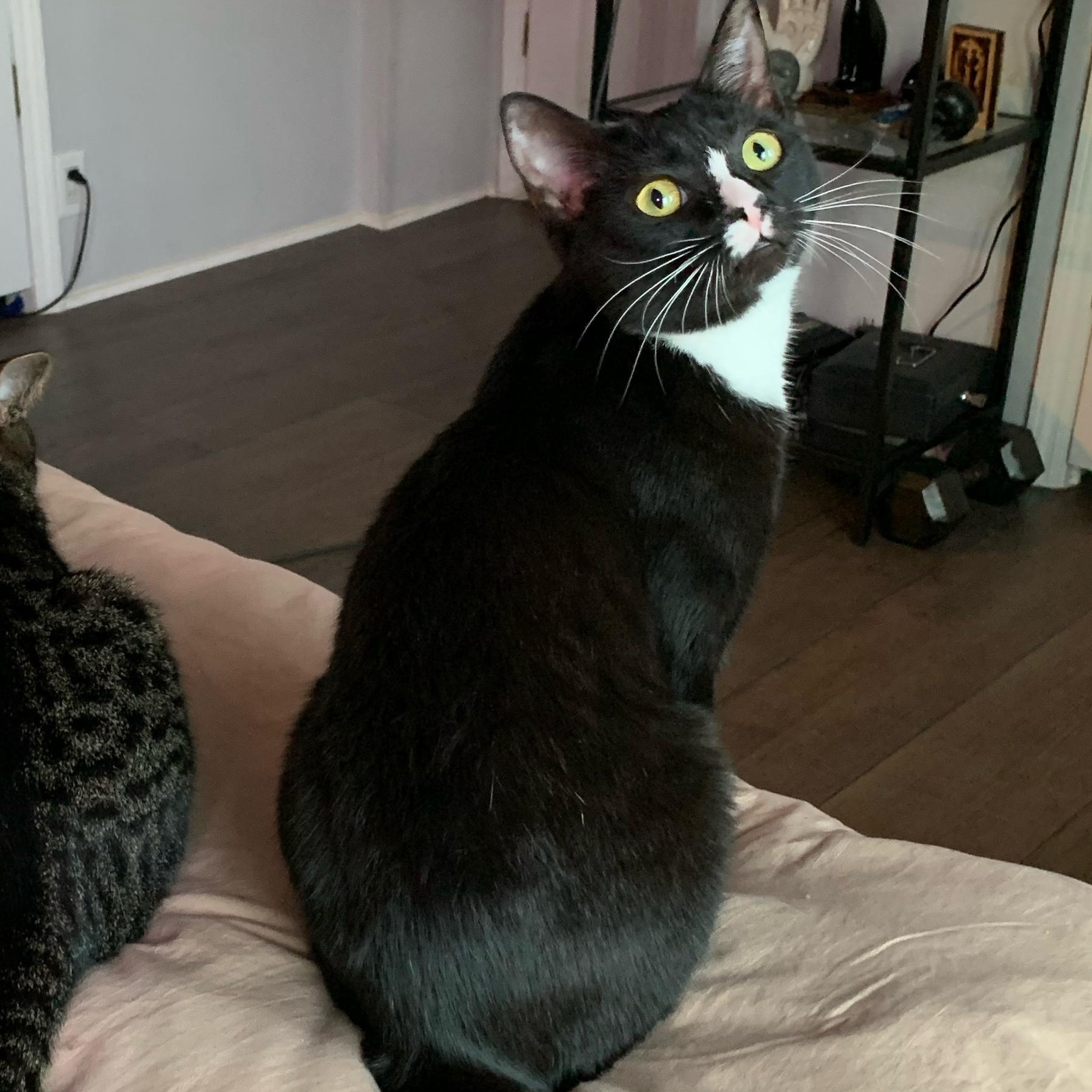 Enlarge Lucky, a Adoptable Domestic Short Hair in Tampa, FL image 2/4