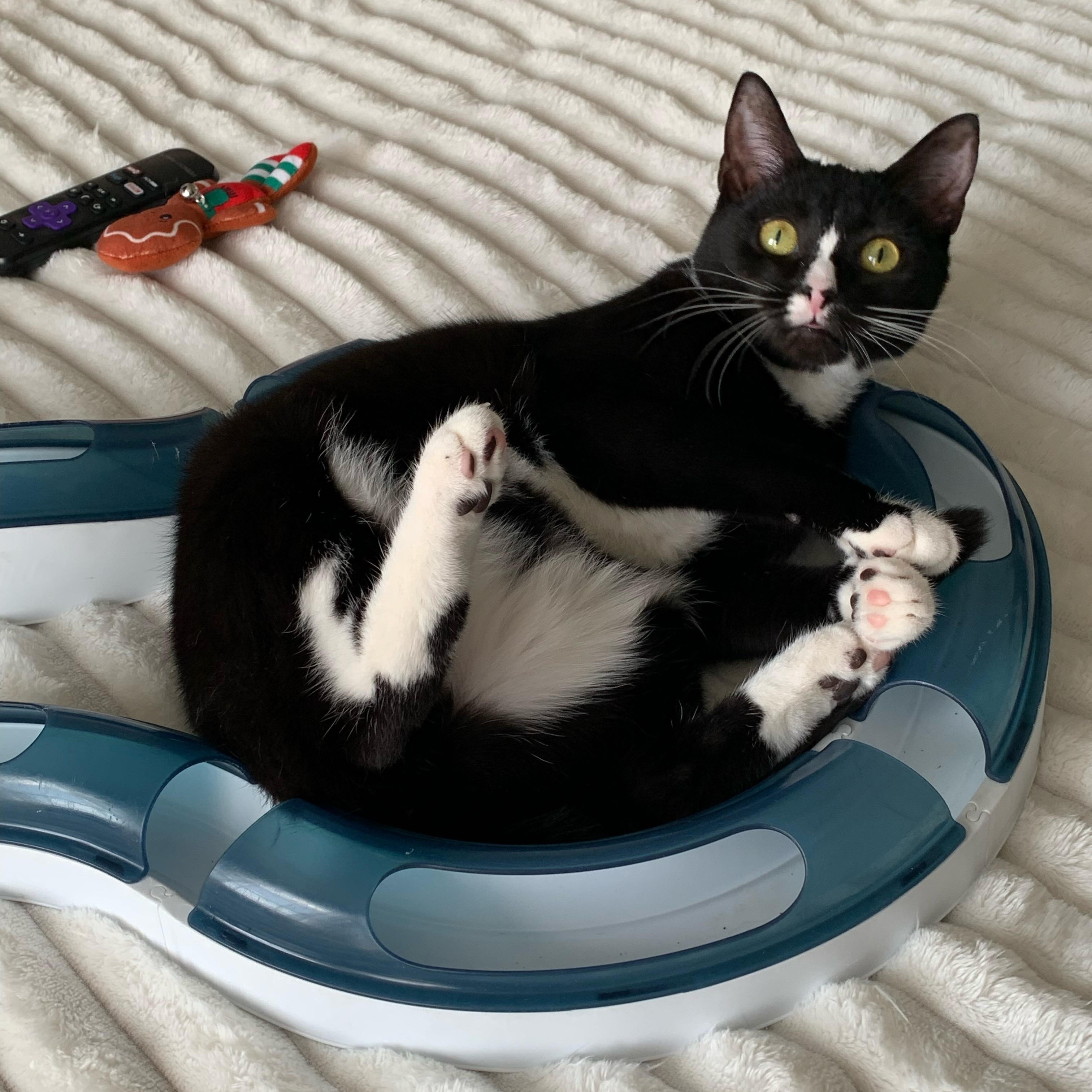 Enlarge Lucky, a Adoptable Domestic Short Hair in Tampa, FL image 3/4