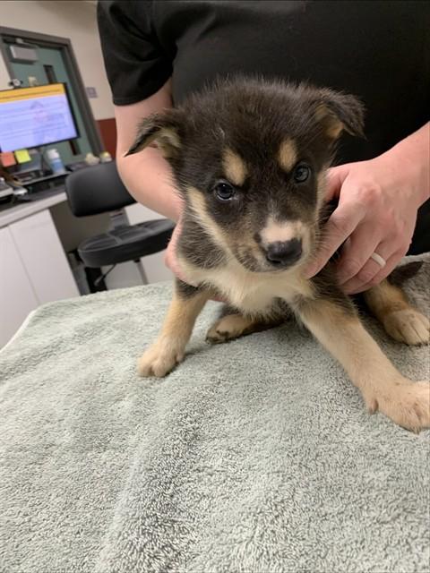 Enlarge MELODY, a Adoptable Husky in Fairbanks, AK image 1/1