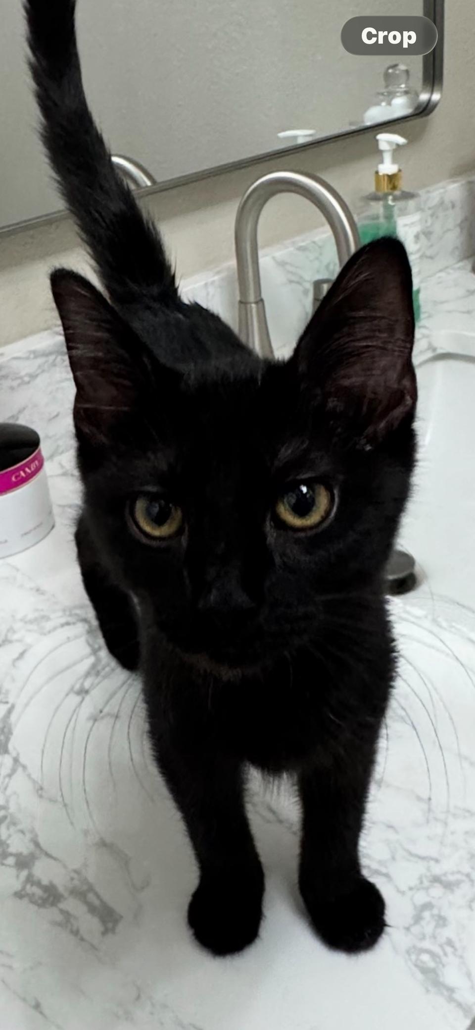 Merci, Adoptable, Young Female Domestic Short Hair.
