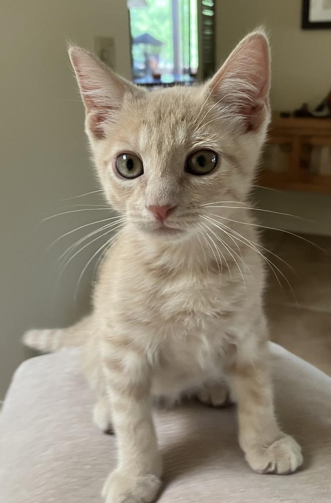 Enlarge Savage, a Adoptable mixed breed in tucson, AZ image 2/6