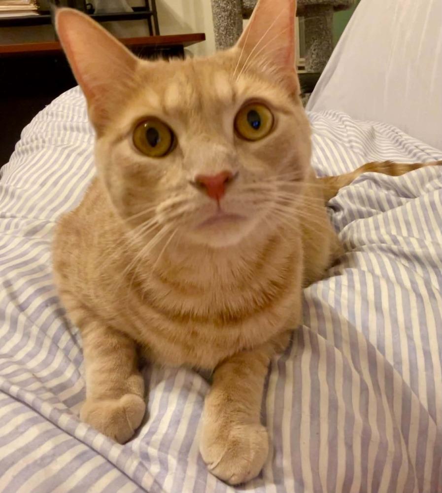 Enlarge Savage, a Adoptable mixed breed in tucson, AZ image 3/6