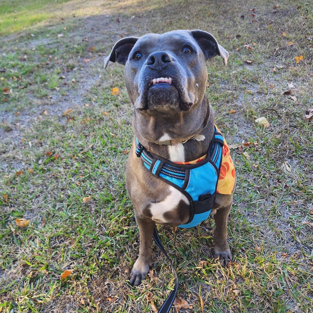 Manatee 3468, a Adoptable Mixed Breed in Columbus, GA image 1/6