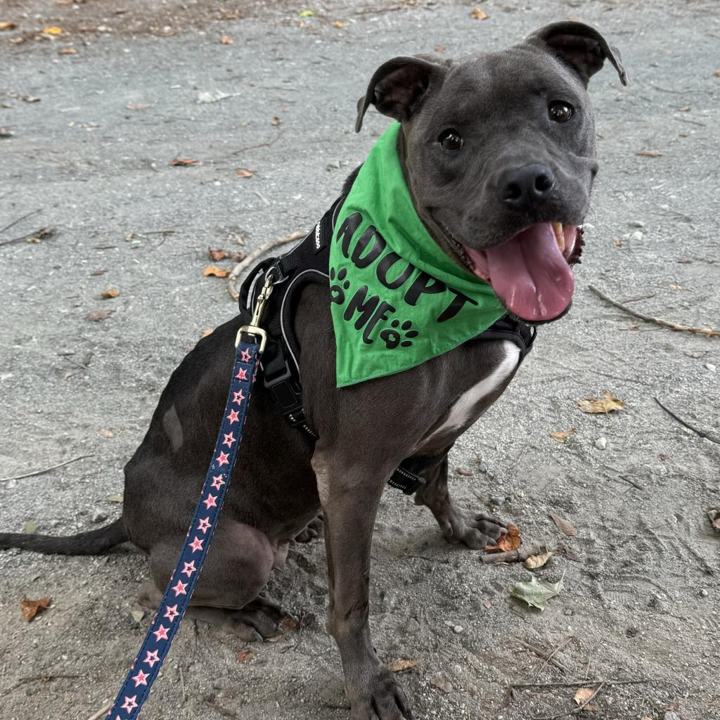 Manatee 3468, a Adoptable Mixed Breed in Columbus, GA image 2/6