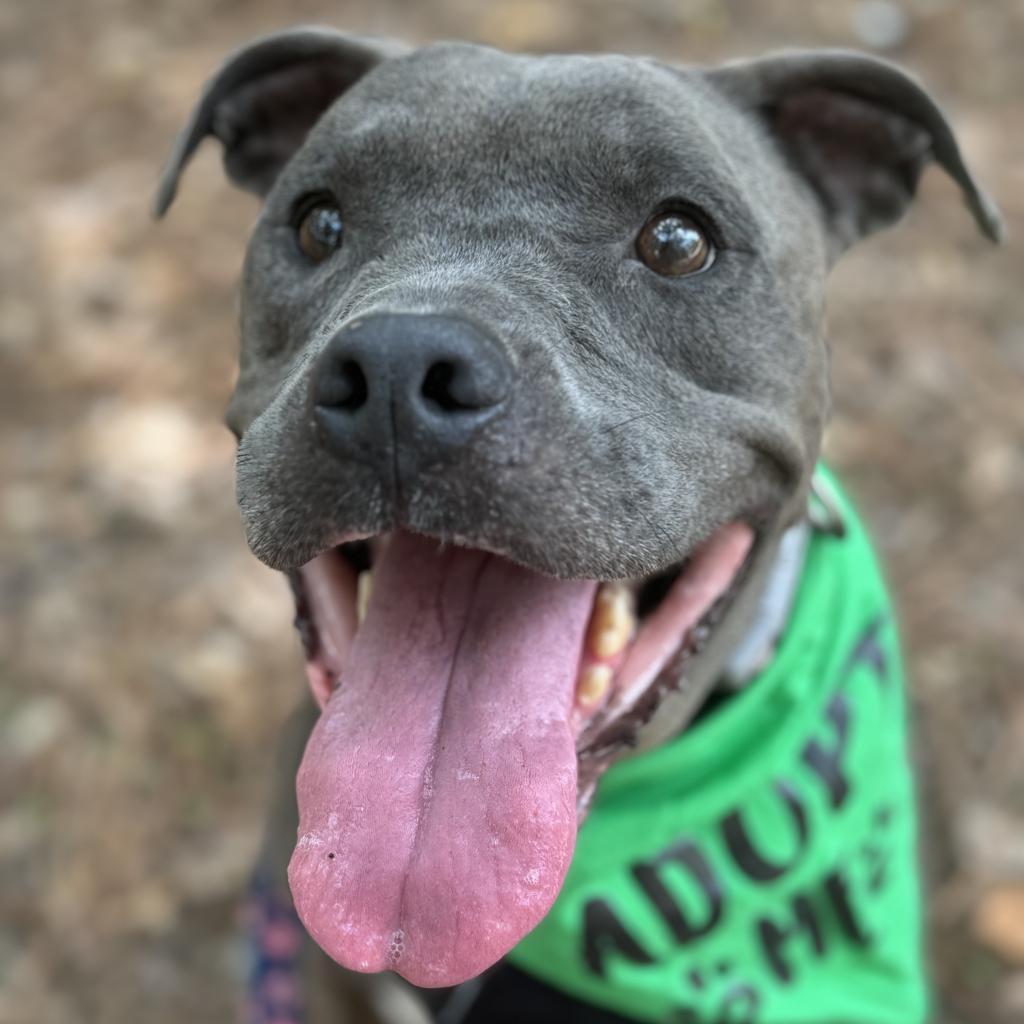 Manatee 3468, a Adoptable Mixed Breed in Columbus, GA image 3/6