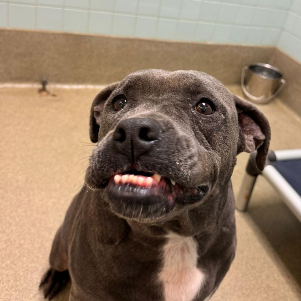 Manatee 3468, a Adoptable Mixed Breed in Columbus, GA image 4/6