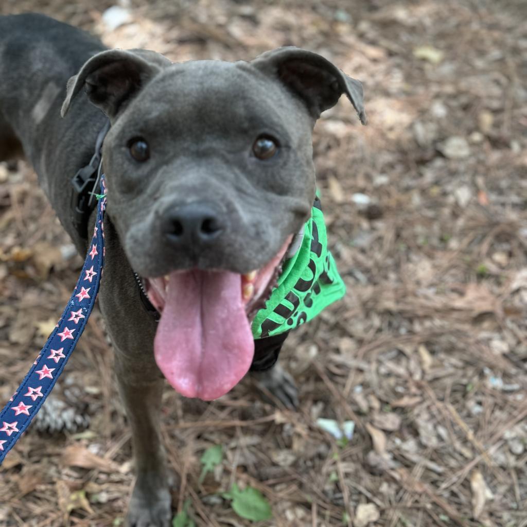 Manatee 3468, a Adoptable Mixed Breed in Columbus, GA image 5/6