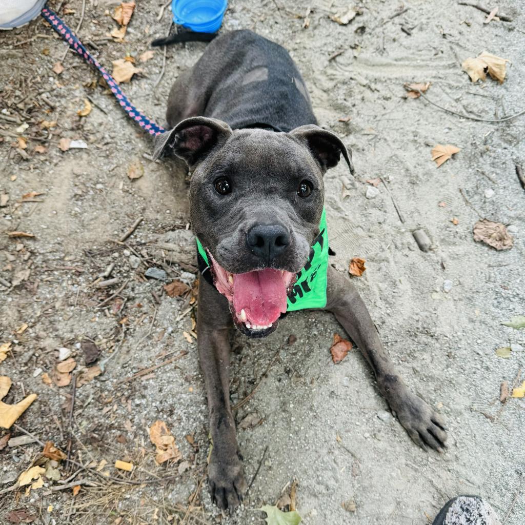 Manatee 3468, a Adoptable Mixed Breed in Columbus, GA image 6/6