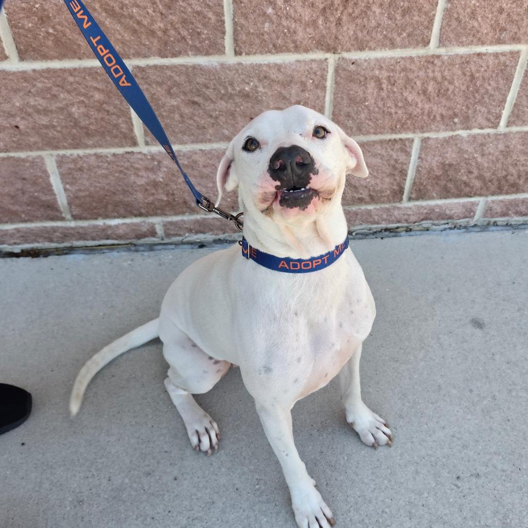 Enlarge Cloude JuM, a Adoptable mixed breed in Von Ormy, TX image 3/5
