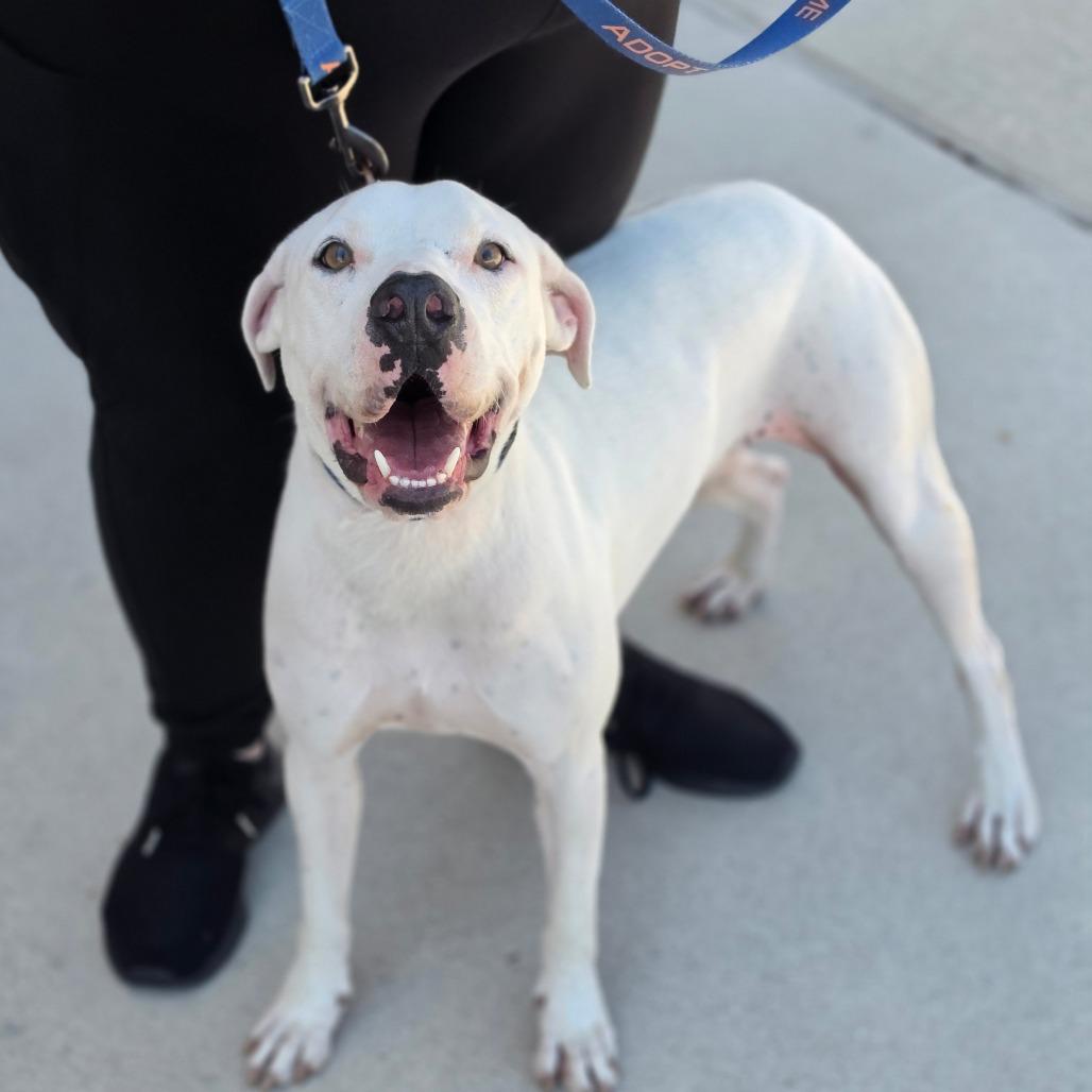 Enlarge Cloude JuM, a Adoptable mixed breed in Von Ormy, TX image 4/5