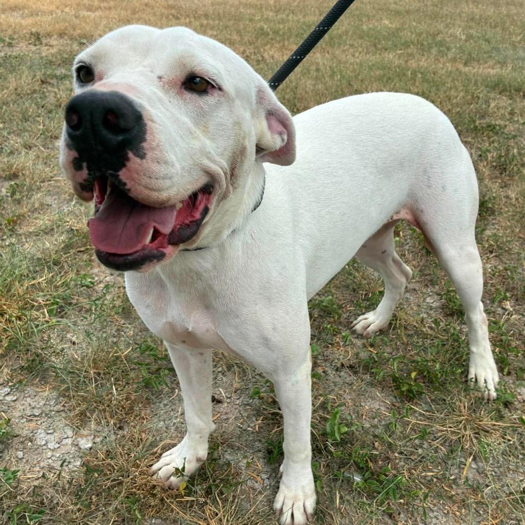 Enlarge Cloude JuM, a Adoptable mixed breed in Von Ormy, TX image 5/5