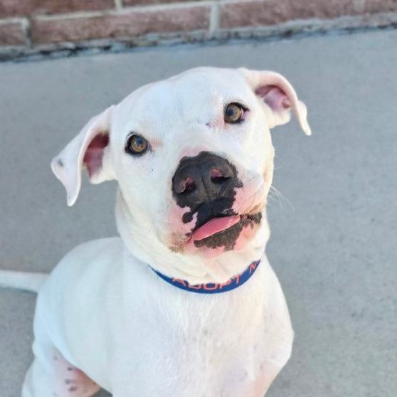 Cloude JuM, Adoptable, Adult Female Boxer & Pit Bull Terrier.