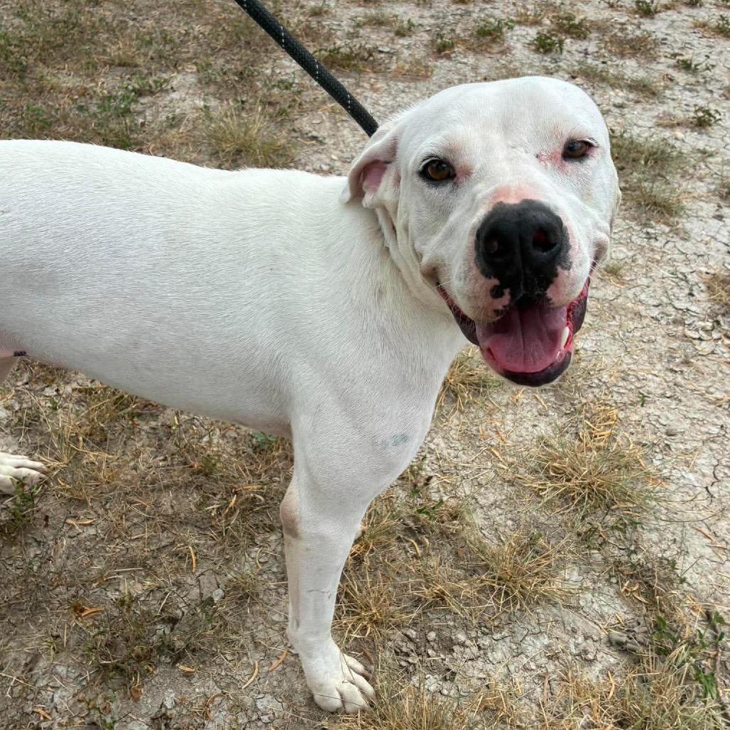Enlarge Cloude JuM, a Adoptable mixed breed in Von Ormy, TX image 2/5