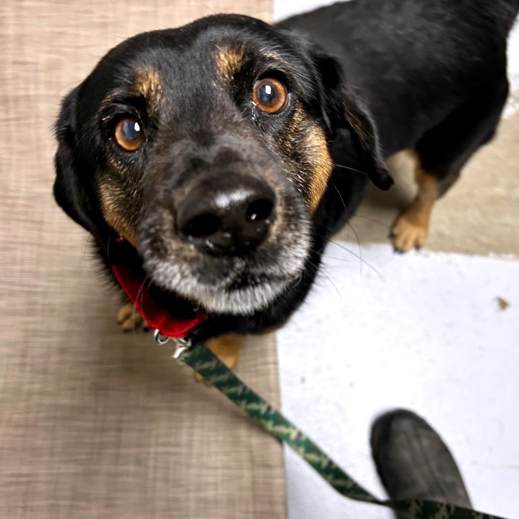 Ruger, Adoptable, Adult Male Terrier & Beagle.