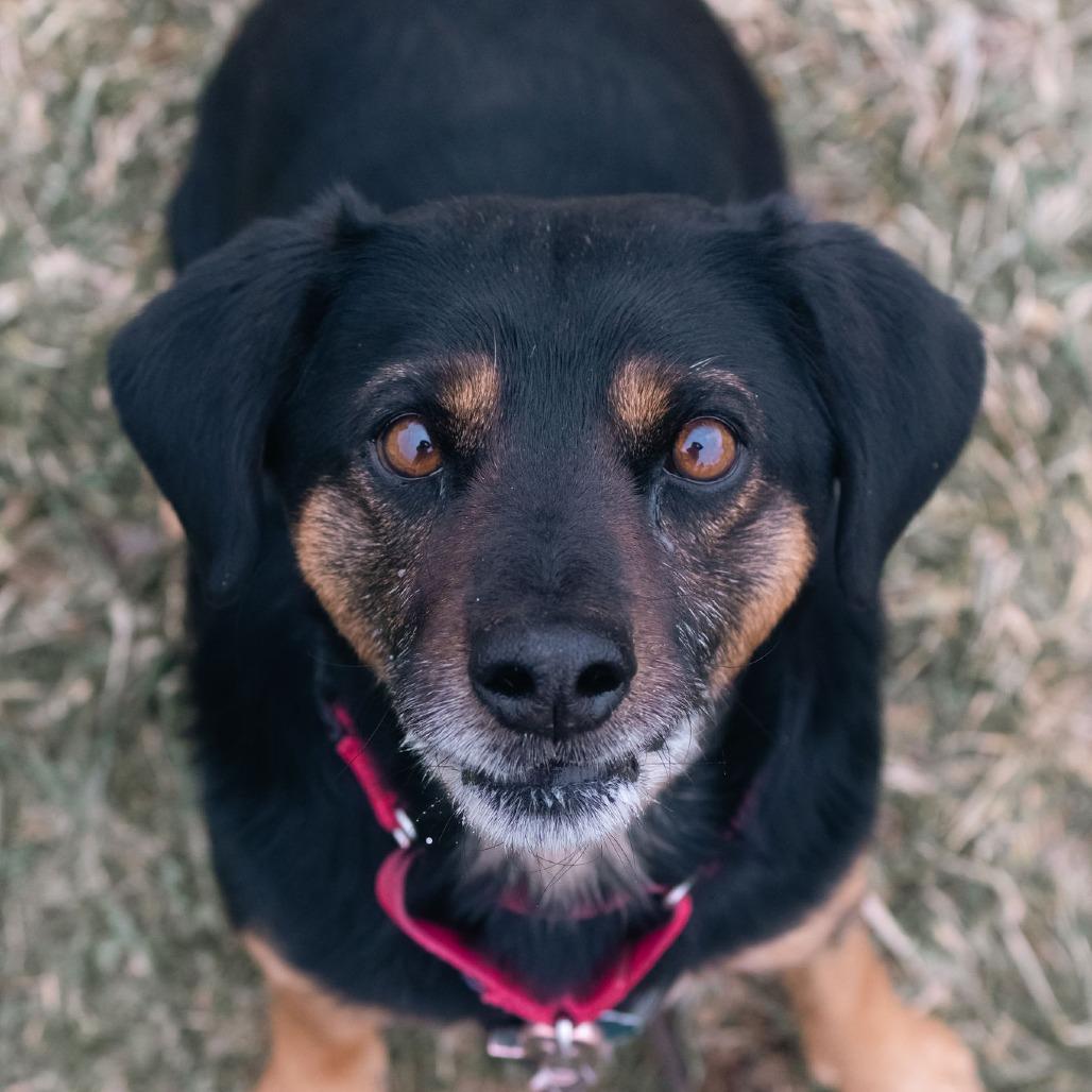 Enlarge Ruger, a Adoptable mixed breed in Uniontown, PA image 3/3