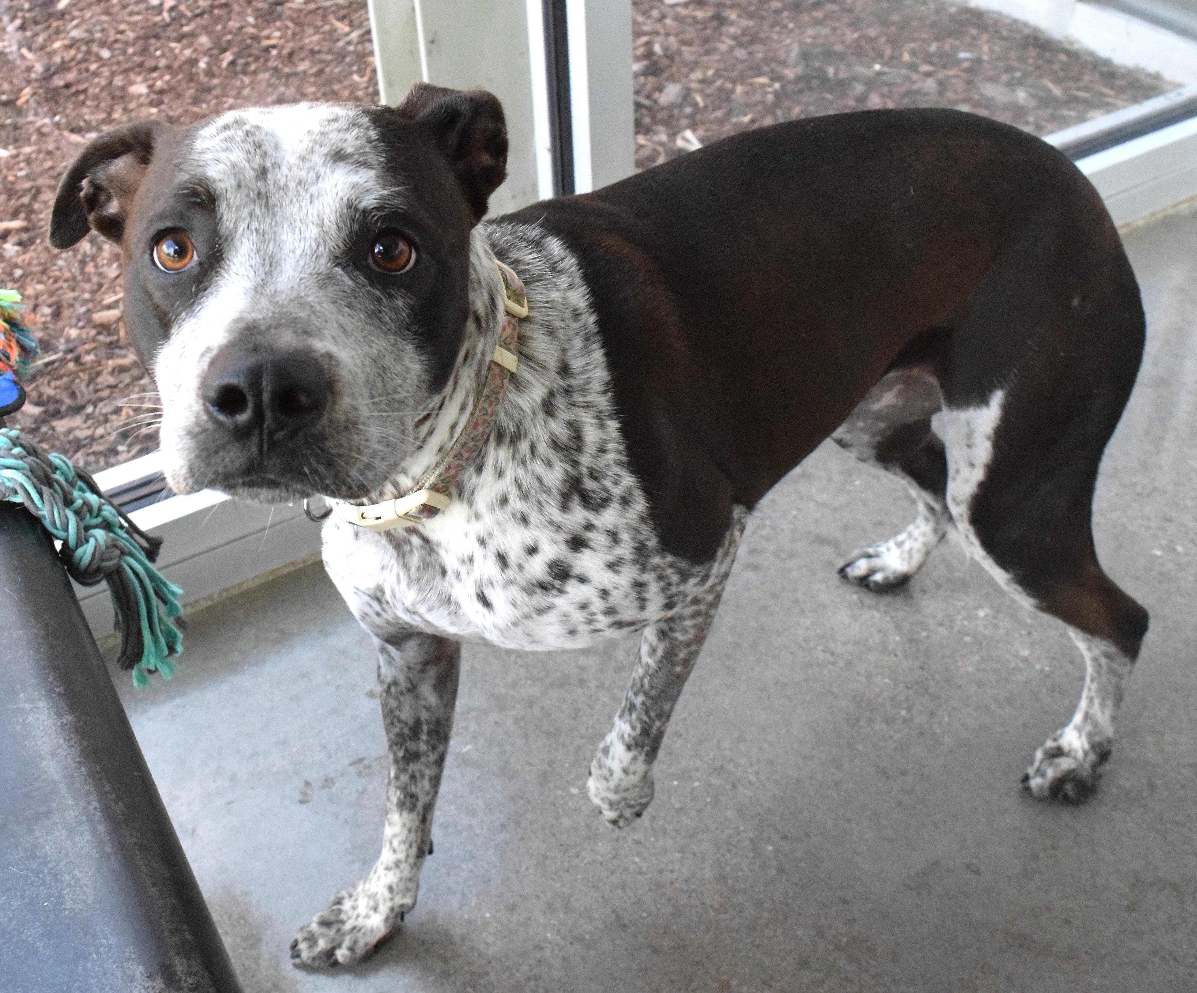 Enlarge 22326 "Belle", a ADOPTABLE mixed breed in Broken Arrow, OK image 1/1