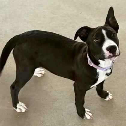 Enlarge Charm, a Adoptable mixed breed in Lampasas, TX image 1/2