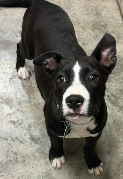 Enlarge Charm, a Adoptable mixed breed in Lampasas, TX image 2/2