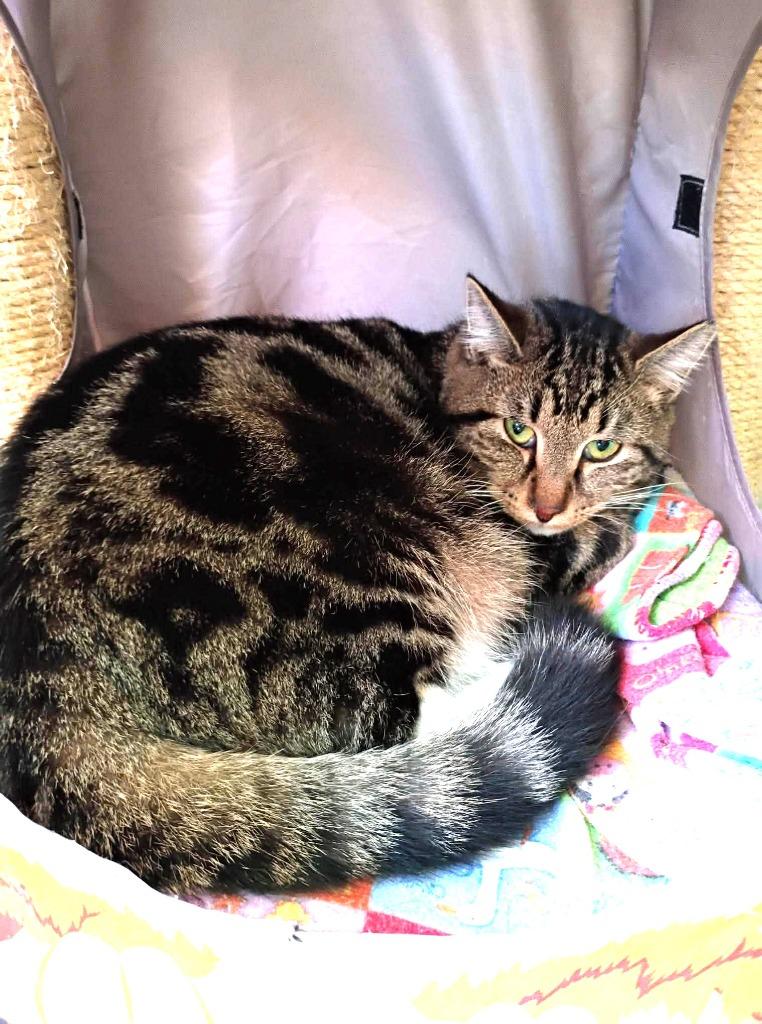 Toot, Adoptable, Young Male Domestic Short Hair.