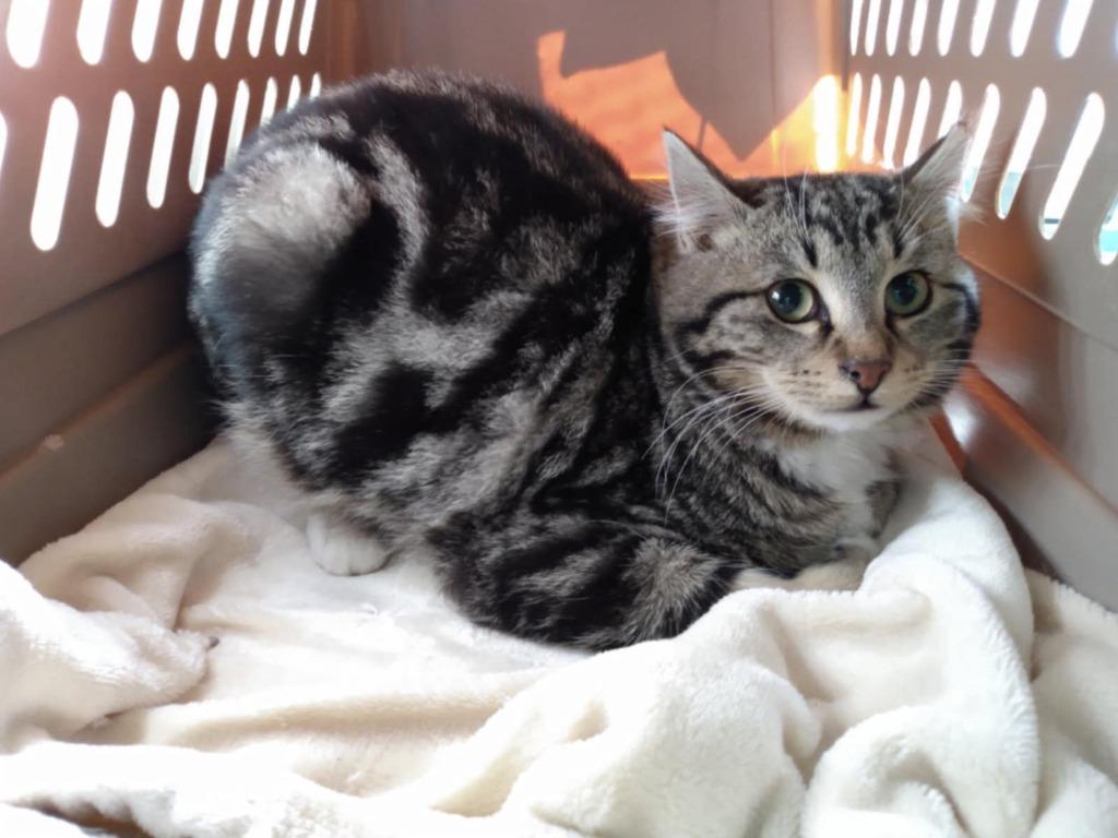 Enlarge Toot, a Adoptable mixed breed in Ogden, UT image 1/3