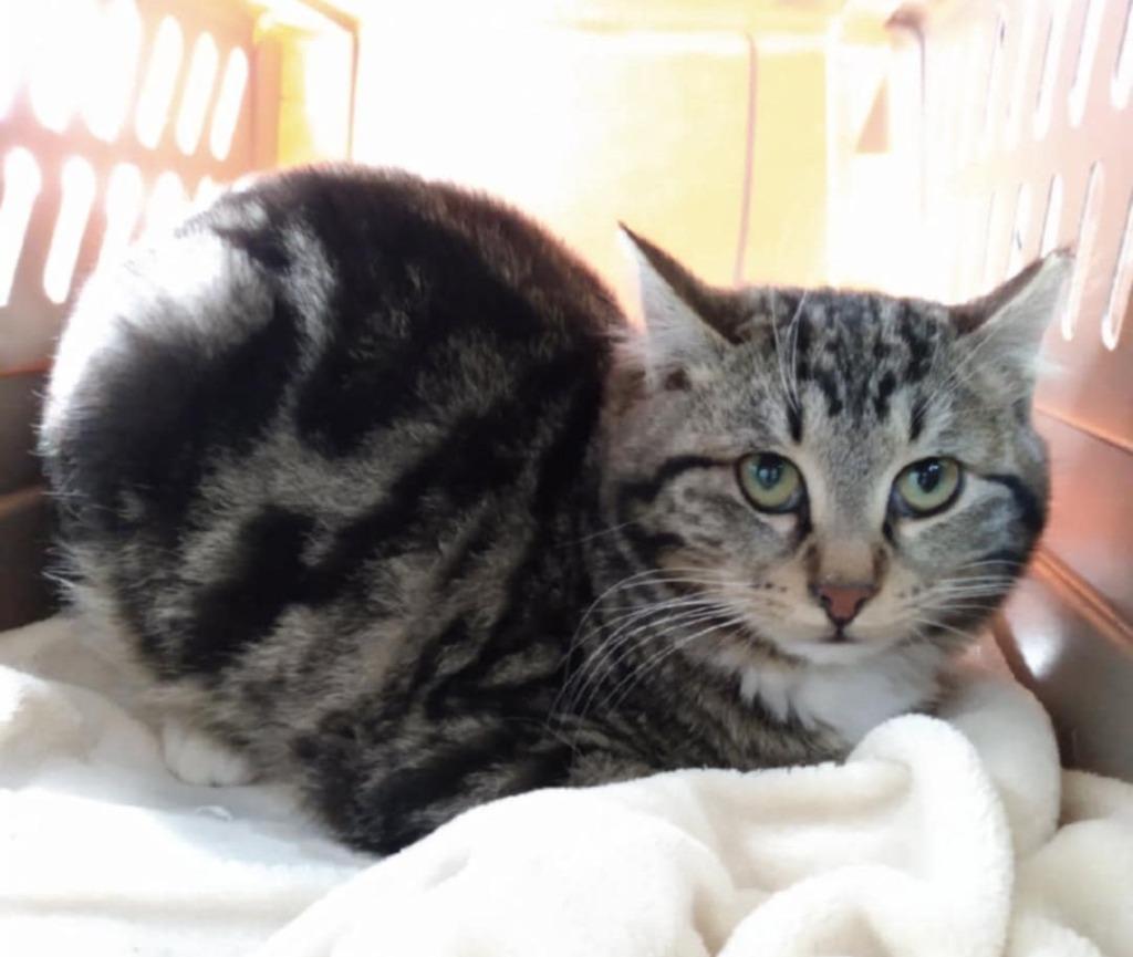 Enlarge Toot, a Adoptable mixed breed in Ogden, UT image 2/3