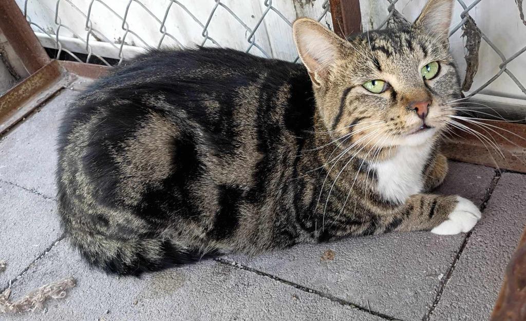 Enlarge Toot, a Adoptable mixed breed in Ogden, UT image 4/5