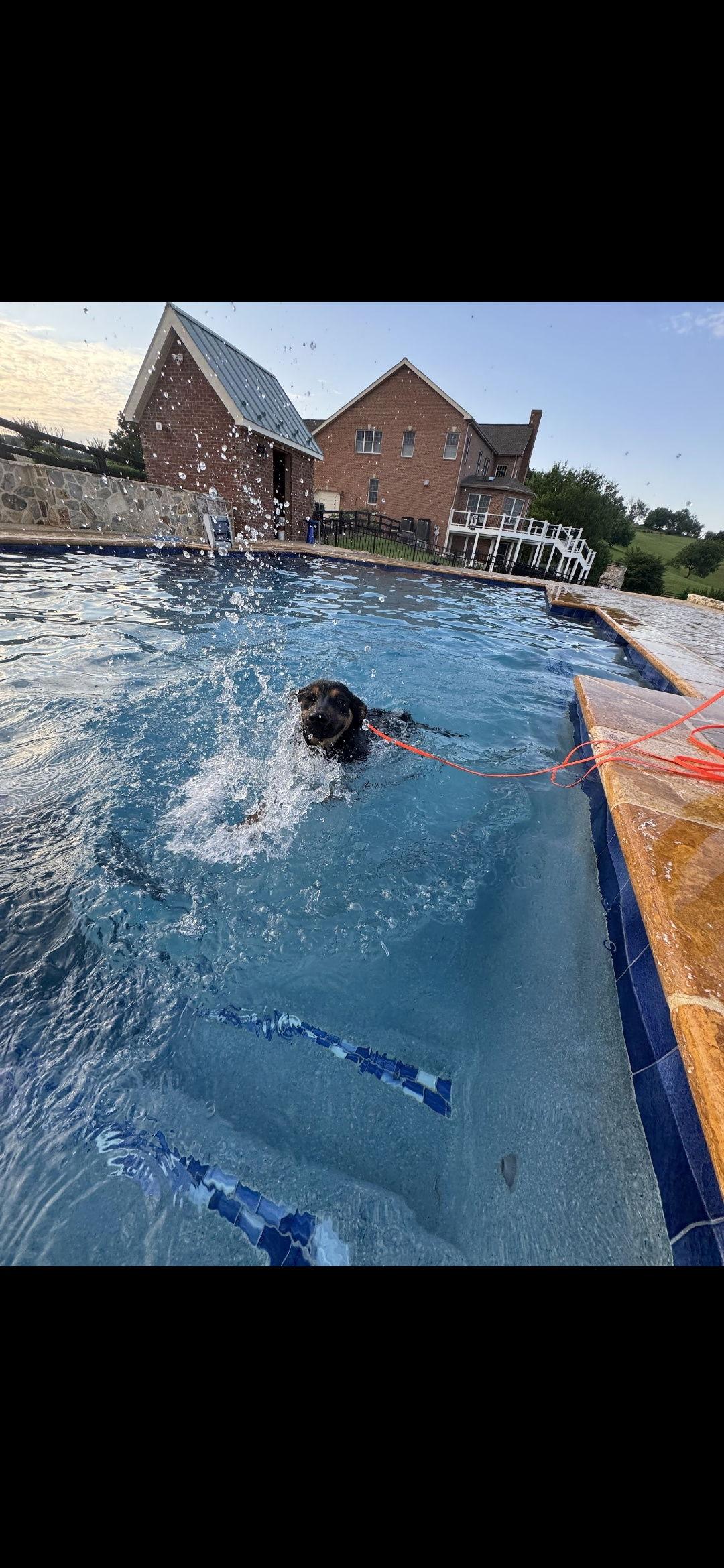 Brienza 6974, Adoptable, Young Female German Shepherd Dog.