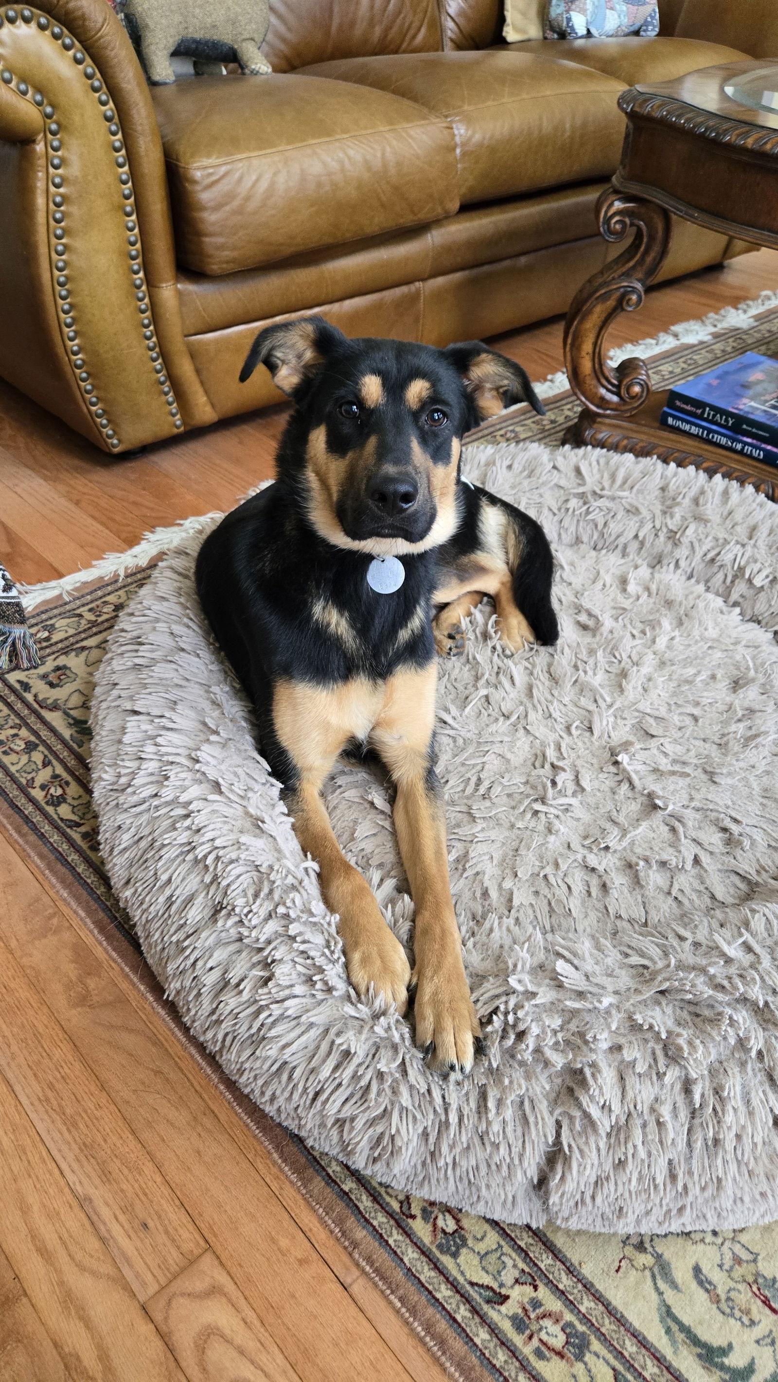 Enlarge Brienza 6974, a Adoptable German Shepherd Dog in Centreville, VA image 2/3