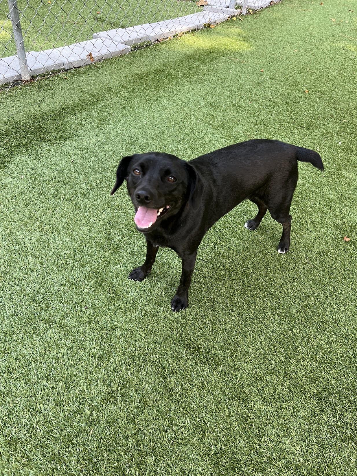 Enlarge Clover, a Adoptable mixed breed in Salisbury, NC image 3/4