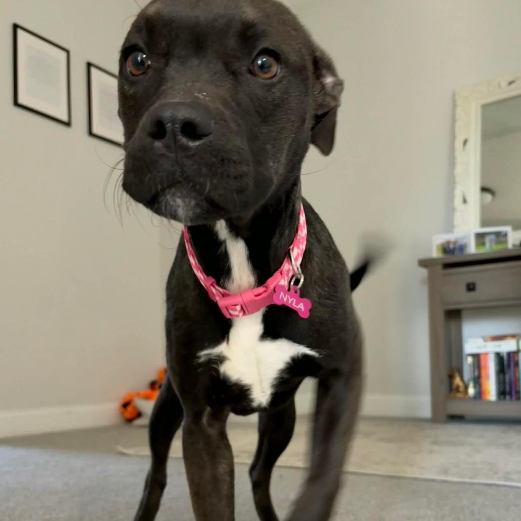 Nyla — thumbnail 3