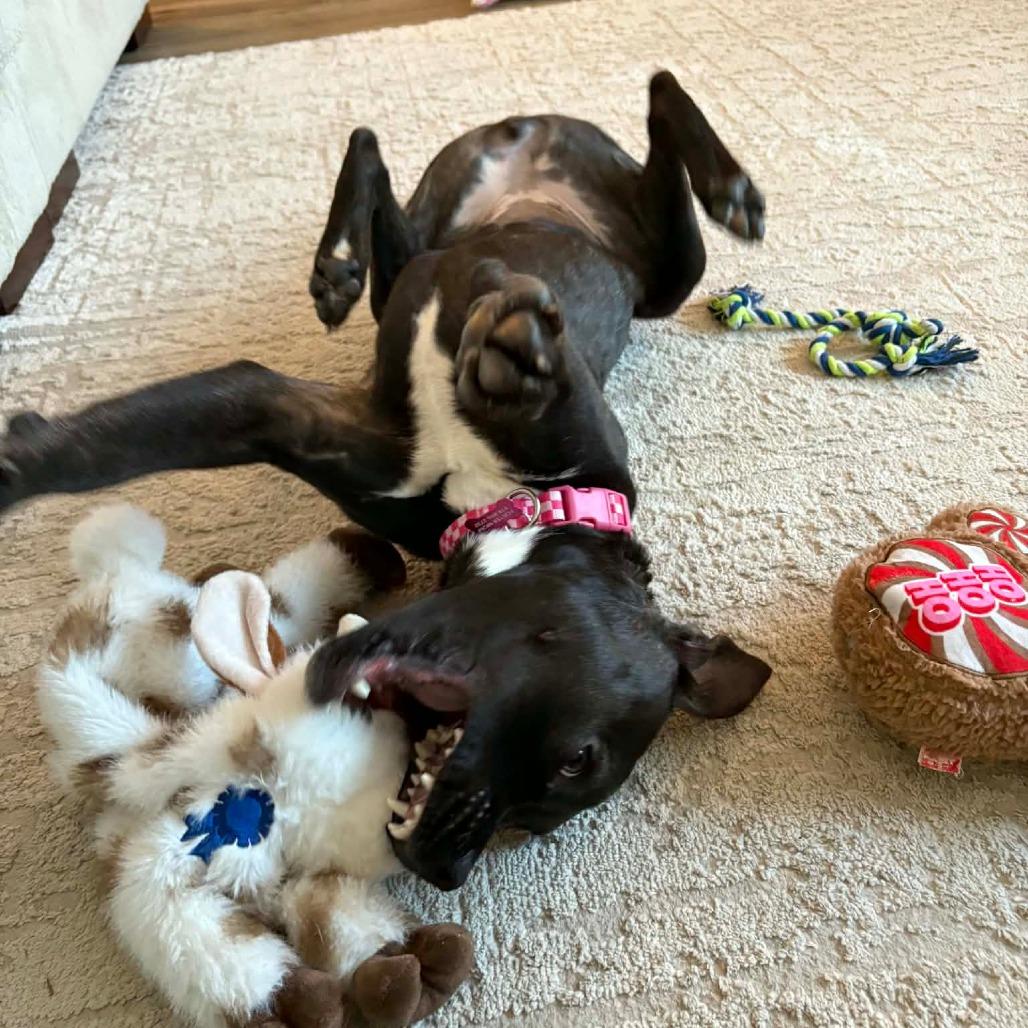 Nyla — thumbnail 4