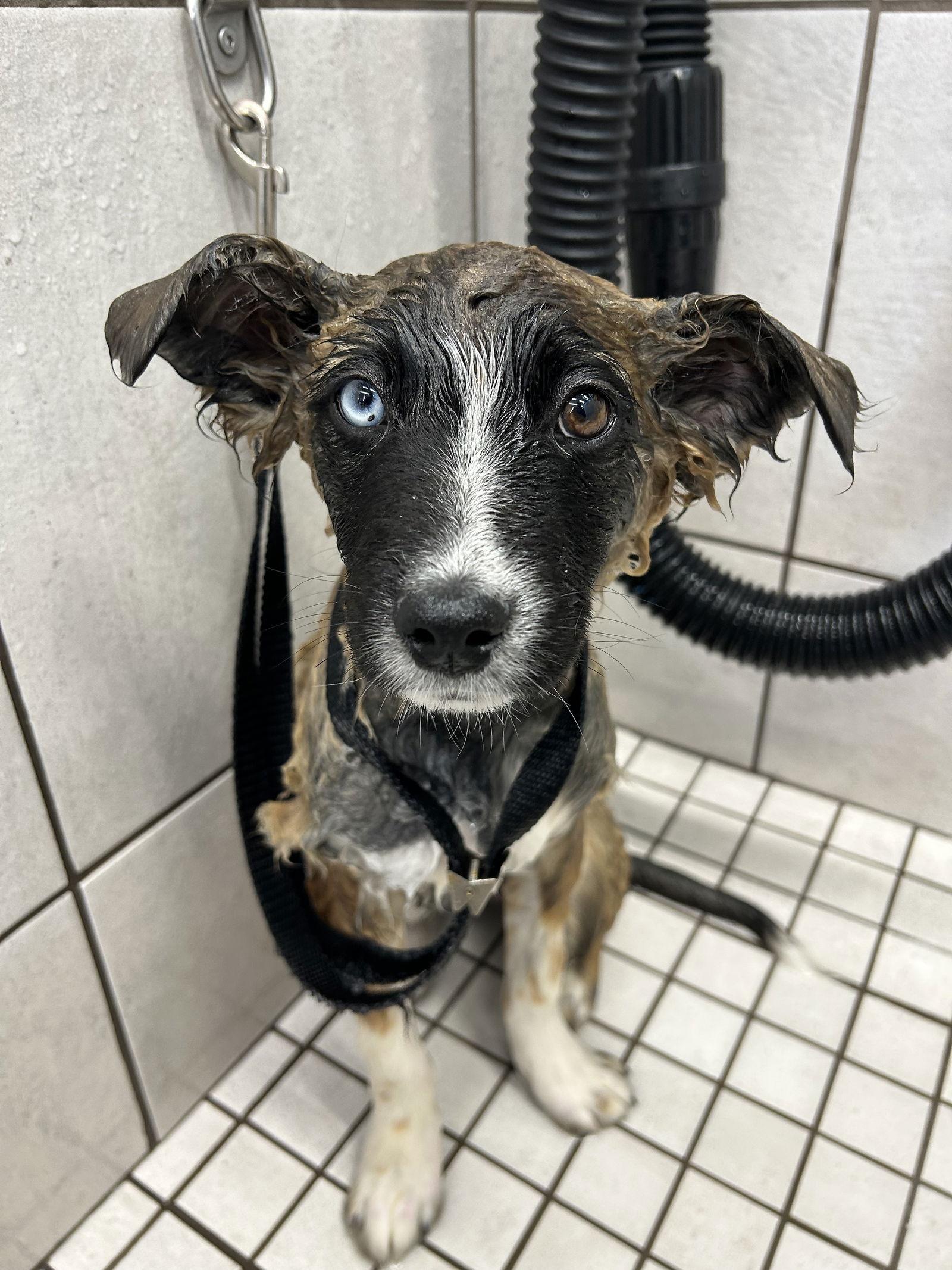 Wallaby — thumbnail 2