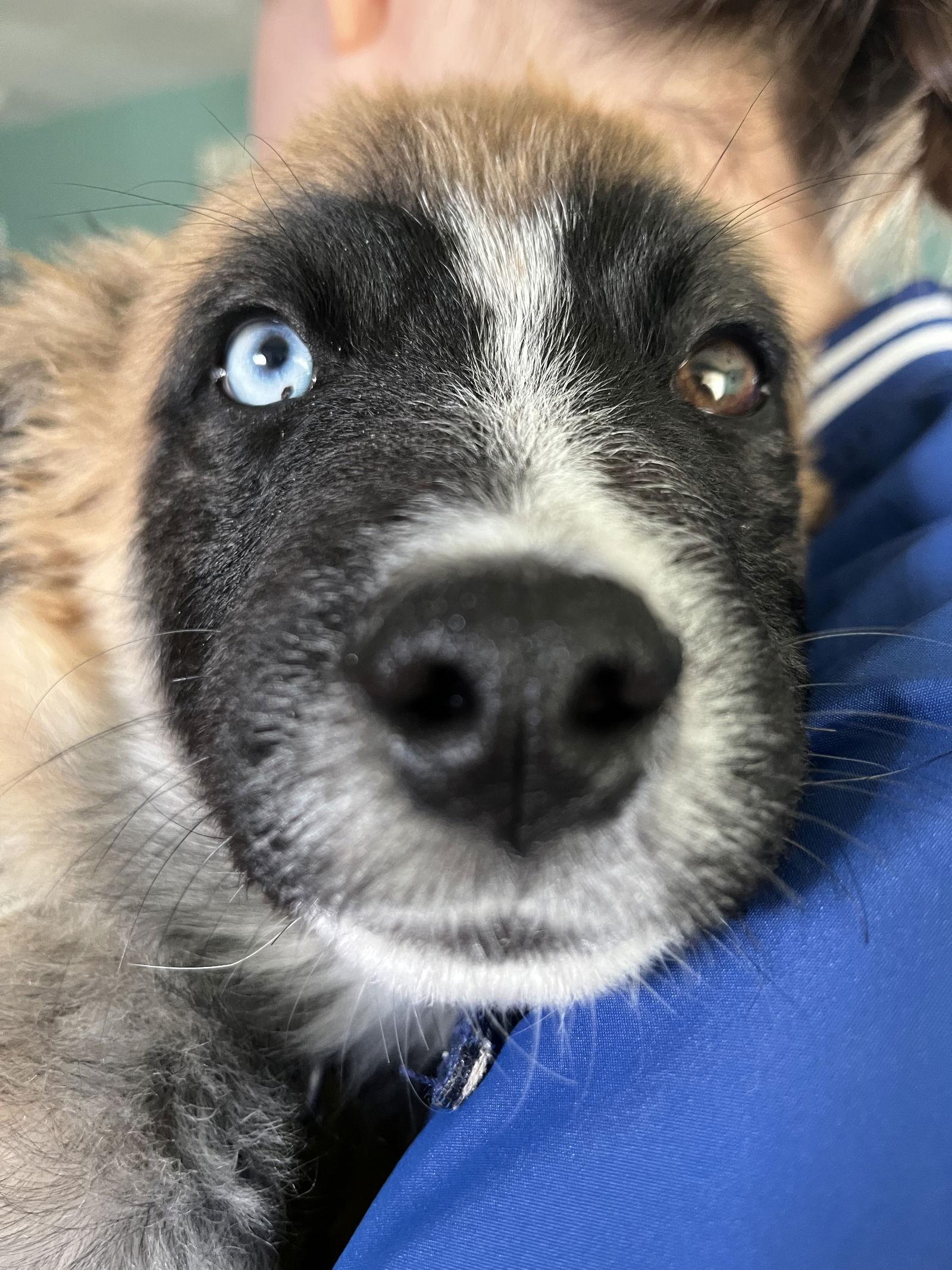 Wallaby — thumbnail 3