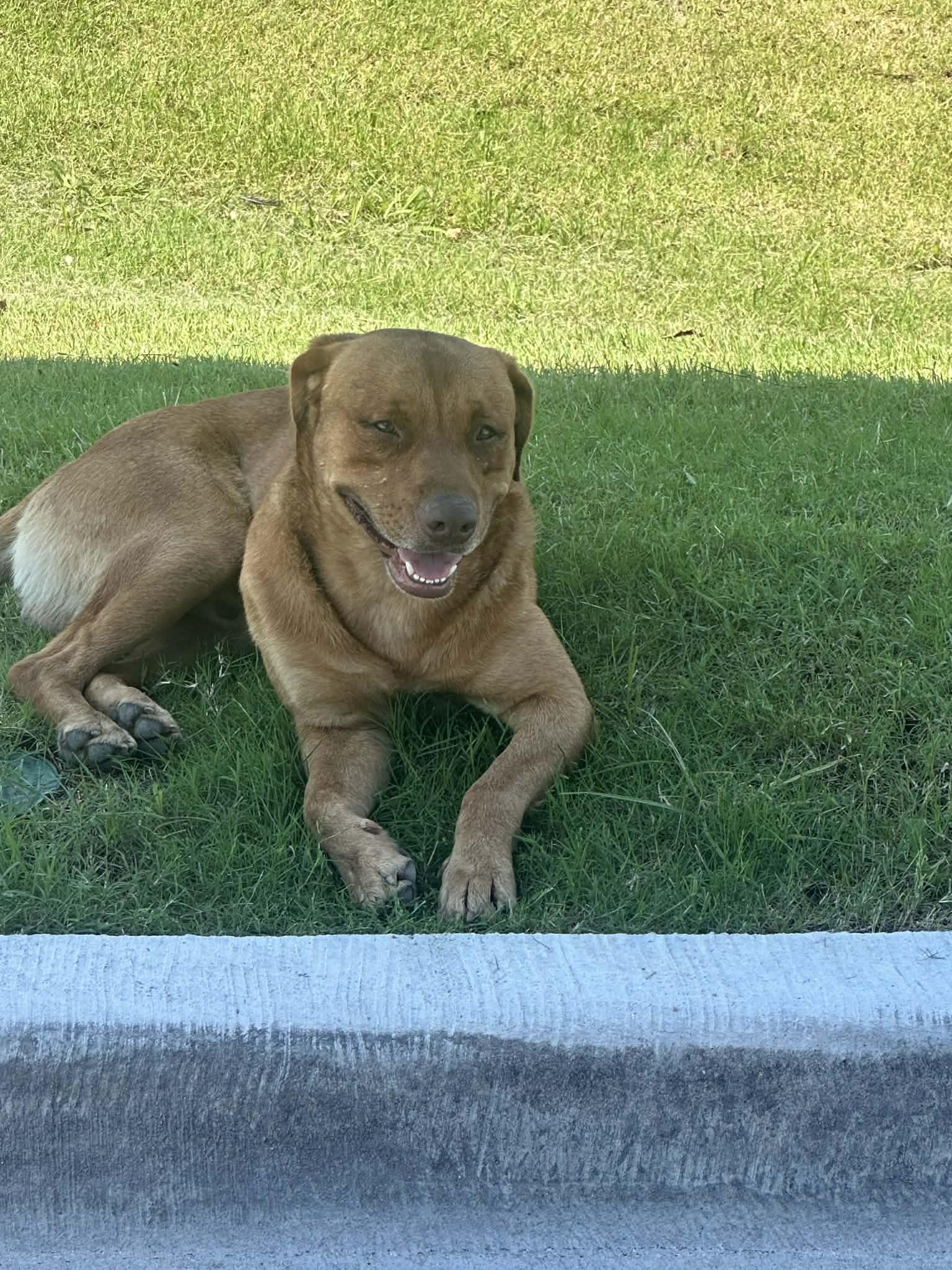 Enlarge CARWASH BUDDY LIVES AT THE CARWASH, a Adoptable mixed breed in Kaufman, TX image 3/3
