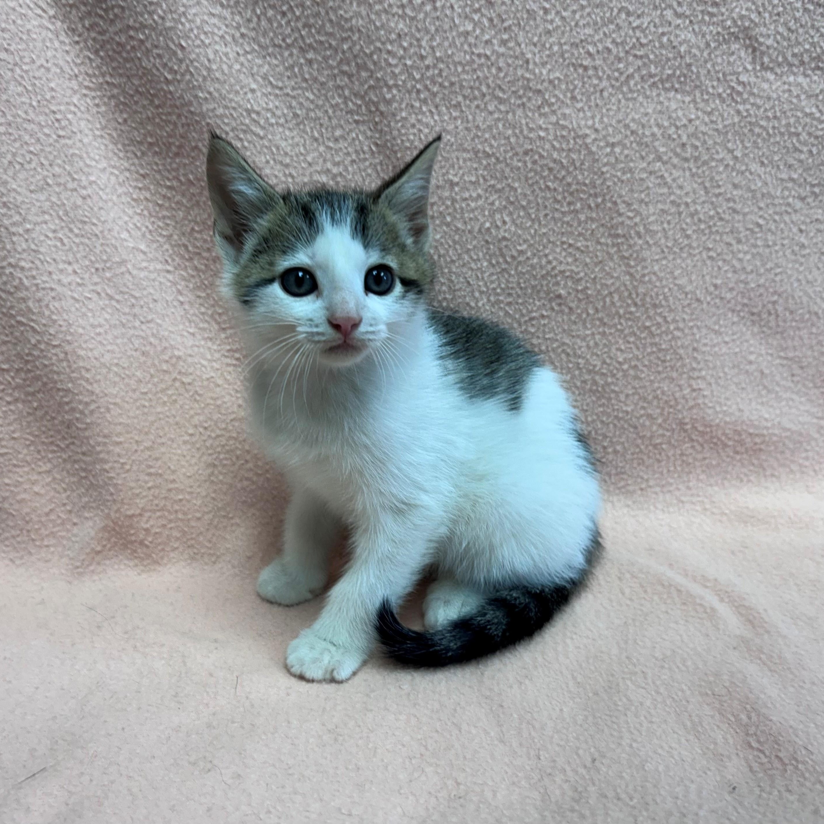 Harvest, Adopted, Young Male Domestic Short Hair.