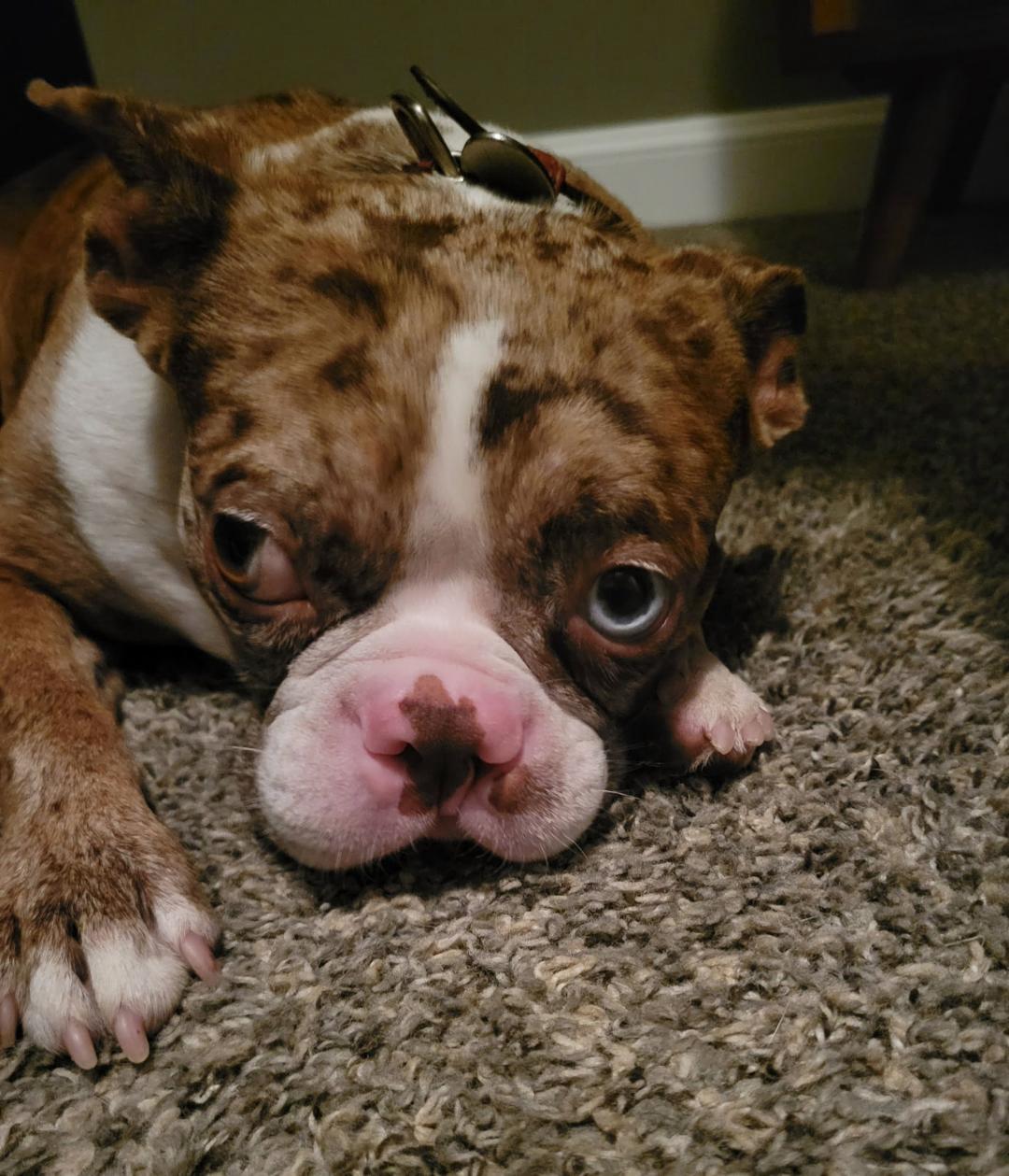 Enlarge Colby - pending, a Adoptable Boston Terrier in St Louis, MO image 2/5