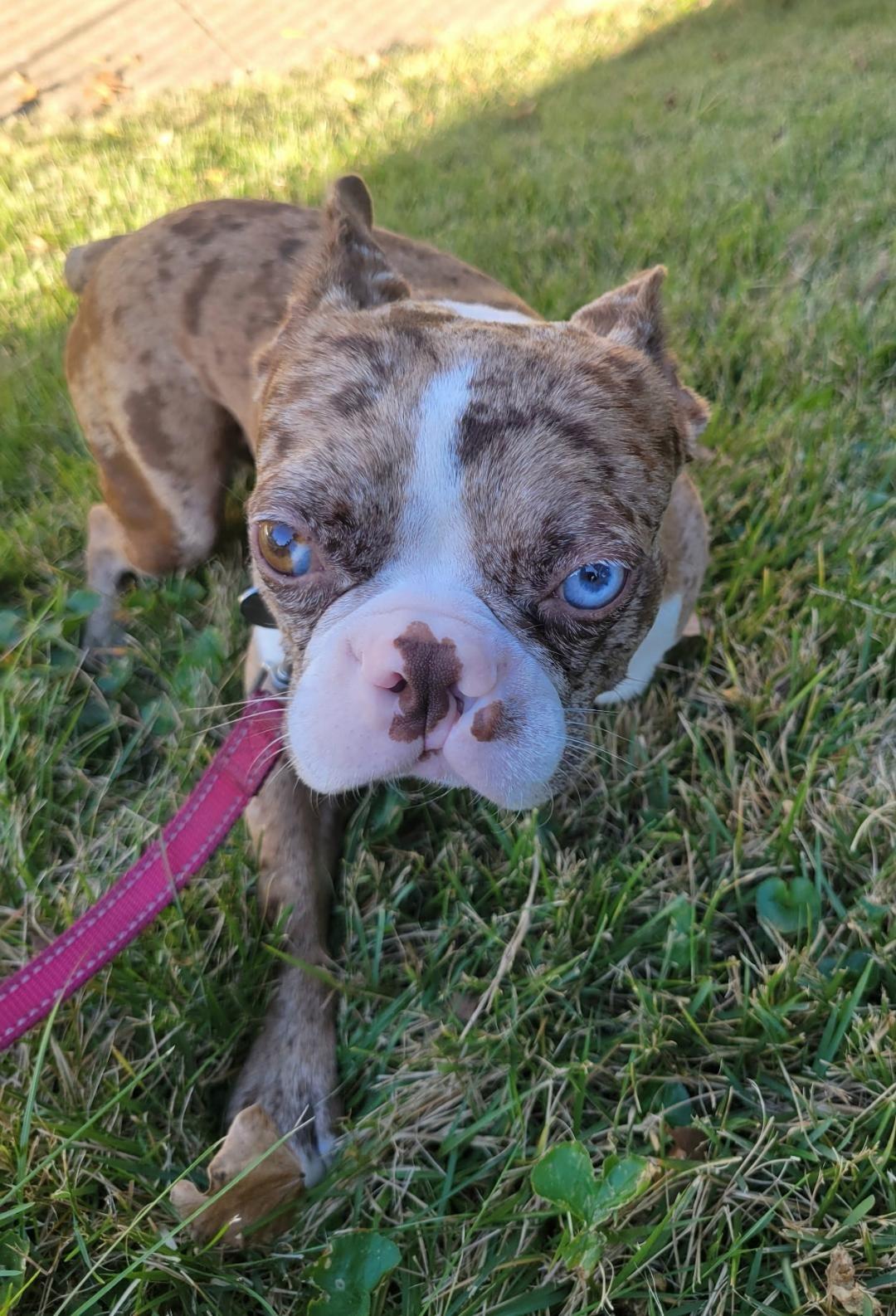 Enlarge Colby - pending, a Adoptable Boston Terrier in St Louis, MO image 3/5