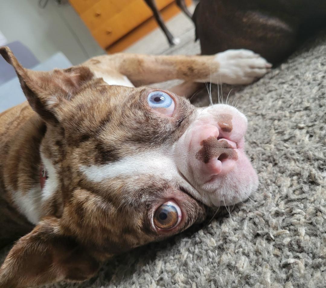 Enlarge Colby - pending, a Adoptable Boston Terrier in St Louis, MO image 4/5