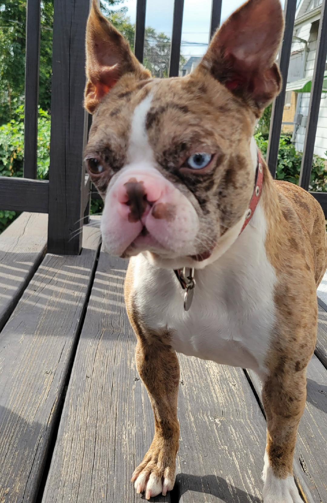 Enlarge Colby - pending, a Adoptable Boston Terrier in St Louis, MO image 5/5