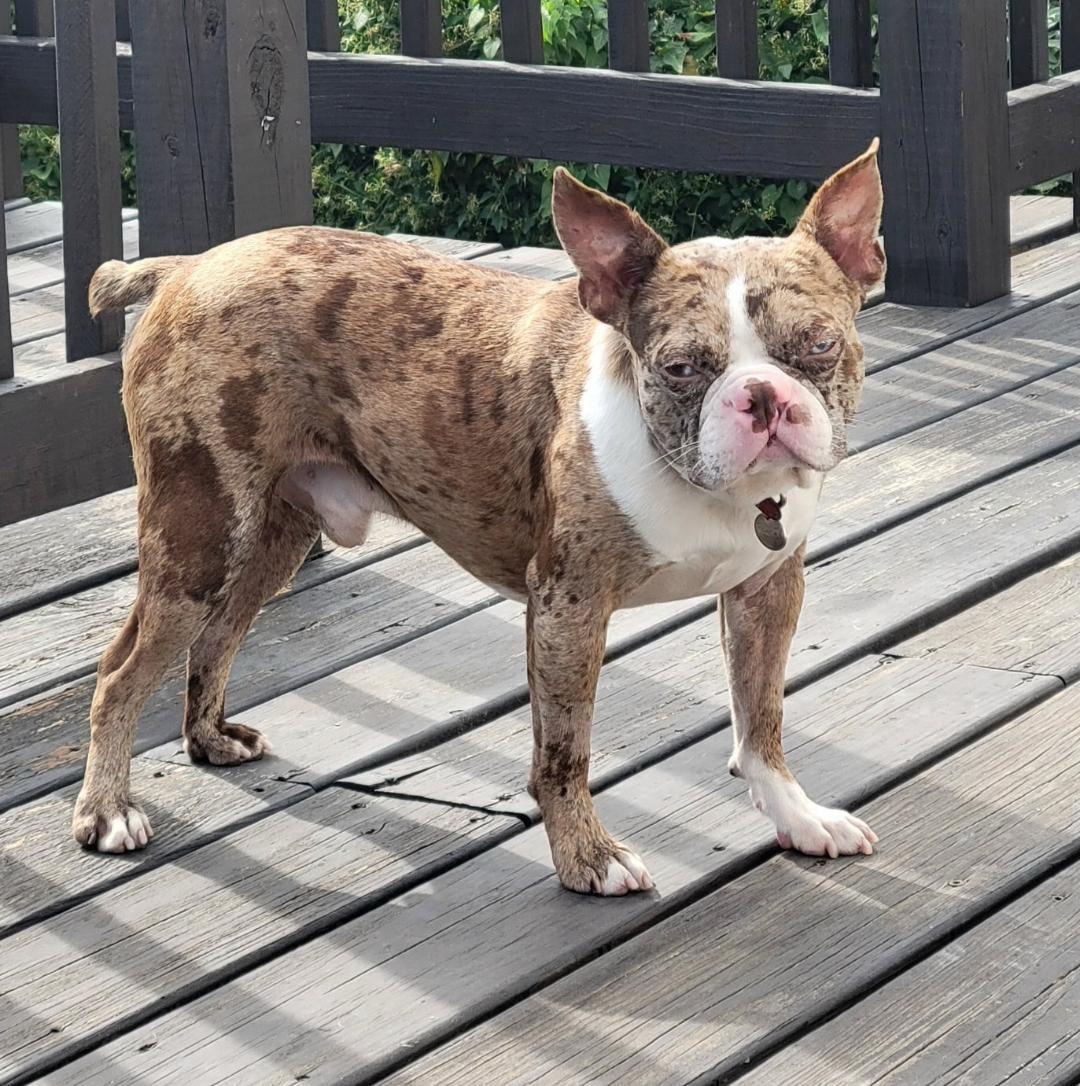 Enlarge Colby - pending, a Adoptable Boston Terrier in St Louis, MO image 1/5