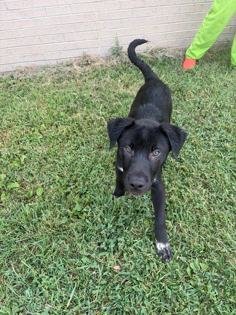 Pup 2 (Spanky), Adoptable, Puppy Male Mixed Breed.